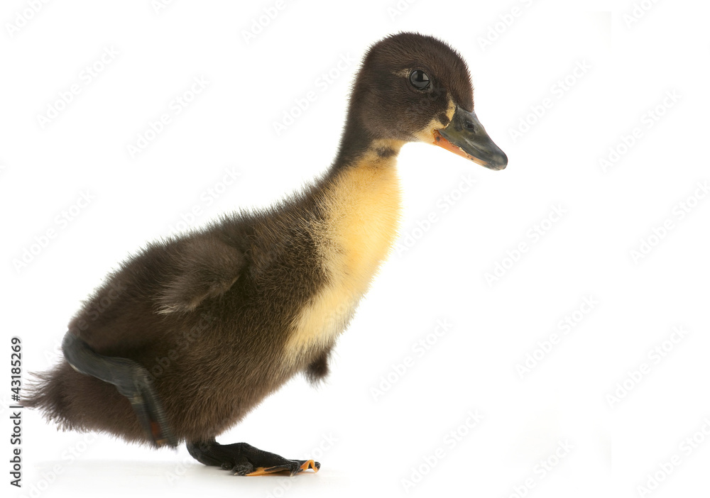 Young duck