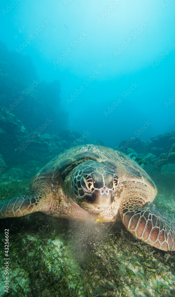 underwater reptile eating seaweed