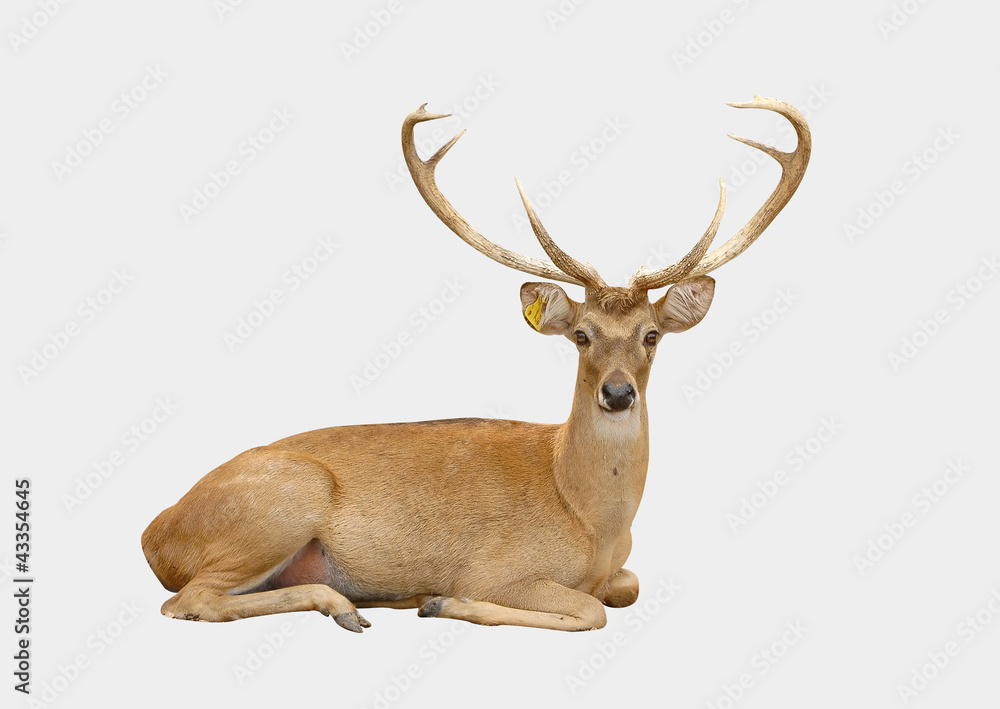 eld deer