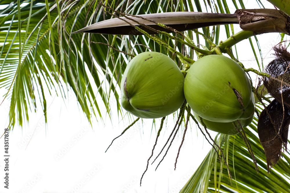 Green coconut on tree