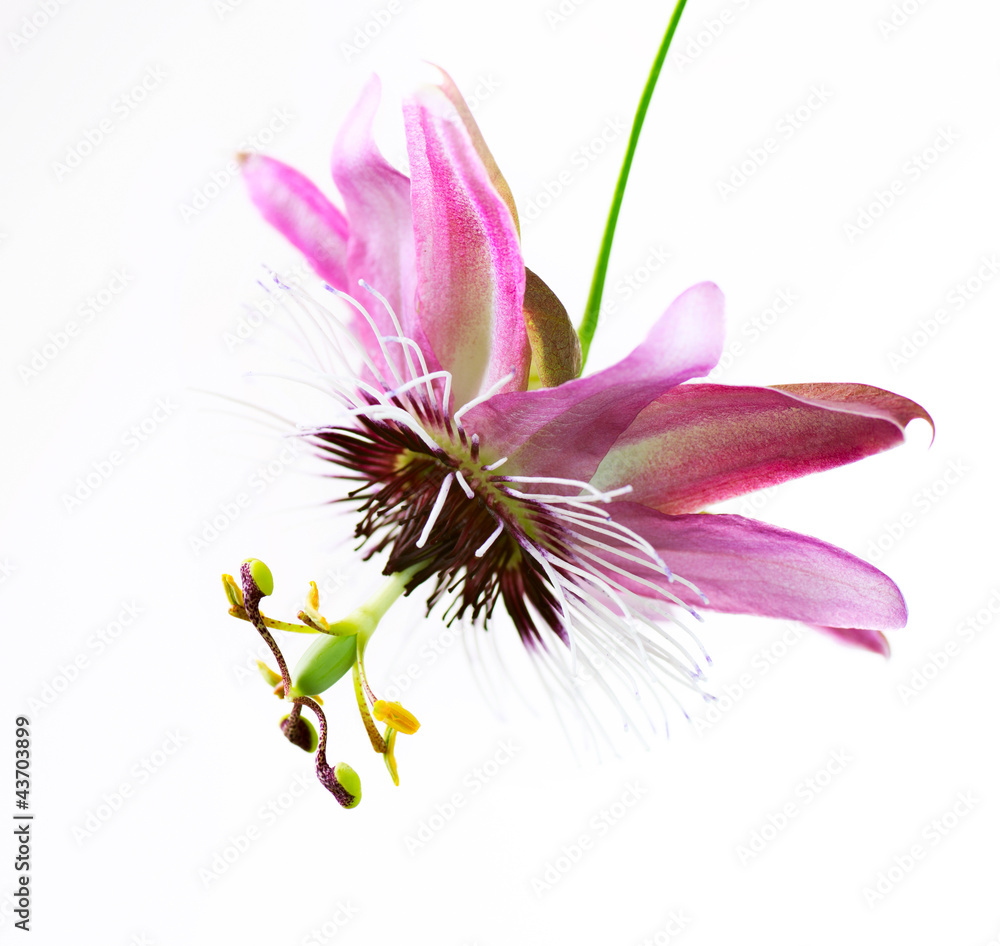 Passiflora Flower over white