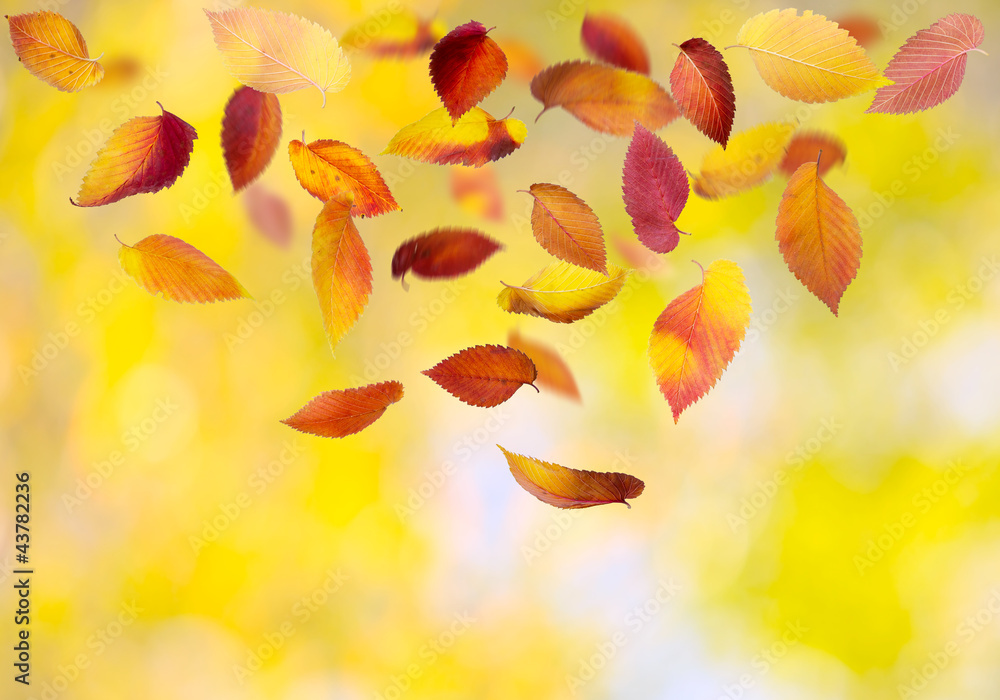 Falling autumn leaves on colorful background