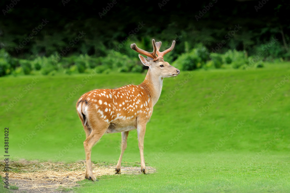 Sika deer