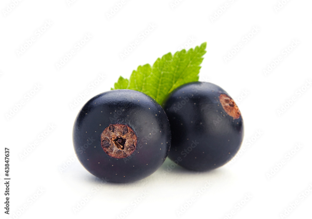 Black currant berry