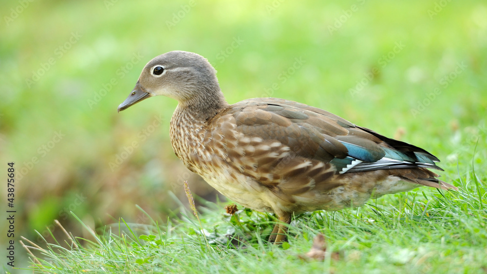 野鸭