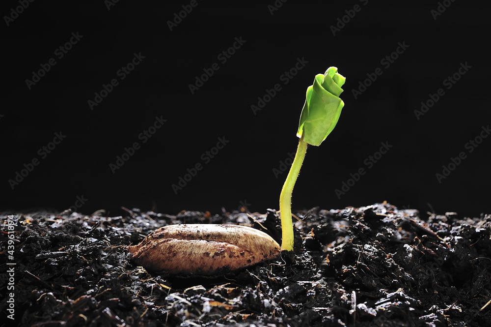 从种子中生长的年轻植物