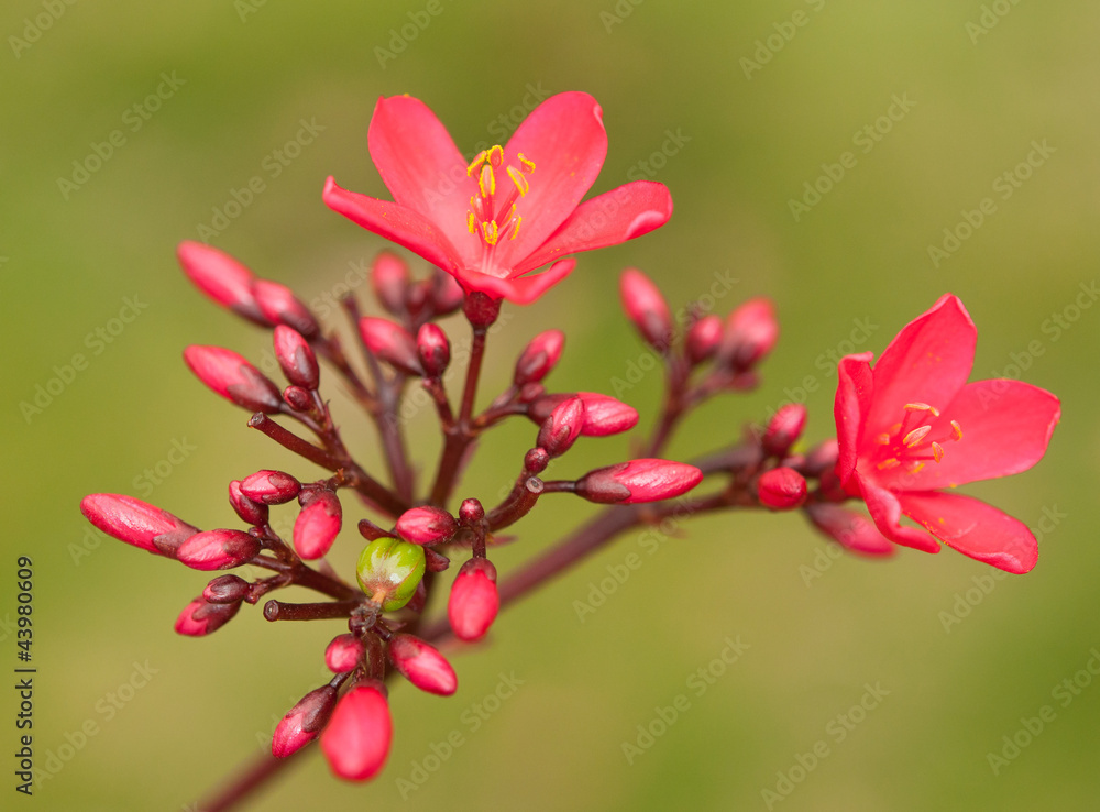 麻风树开花