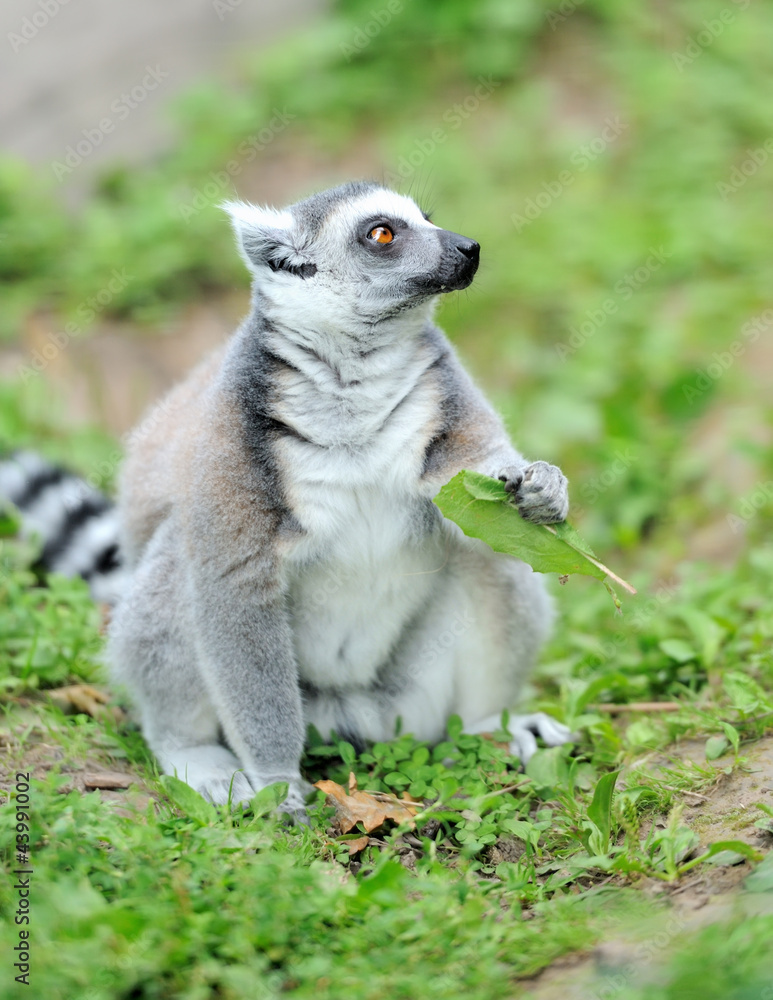 Young ring-tailed lemur