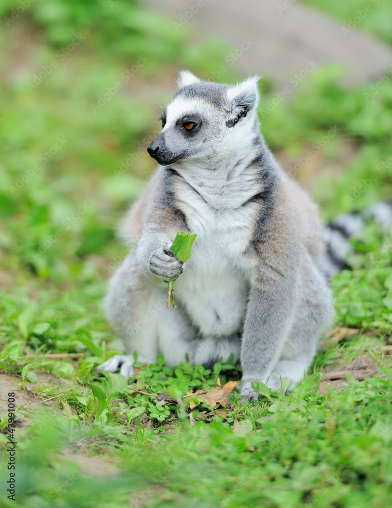 Young ring-tailed lemur