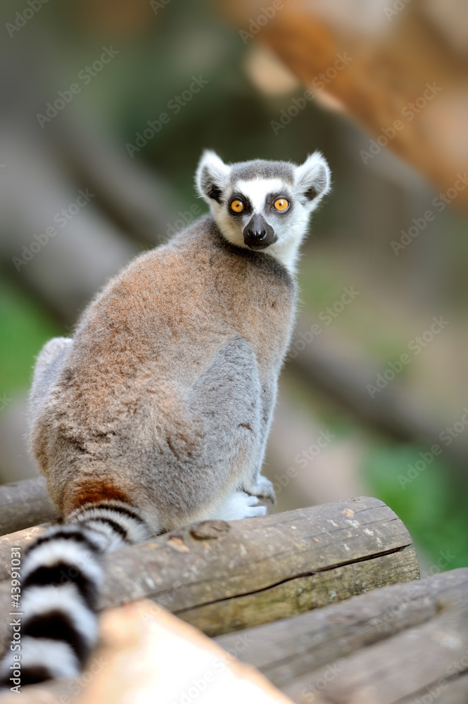 Young ring-tailed lemur