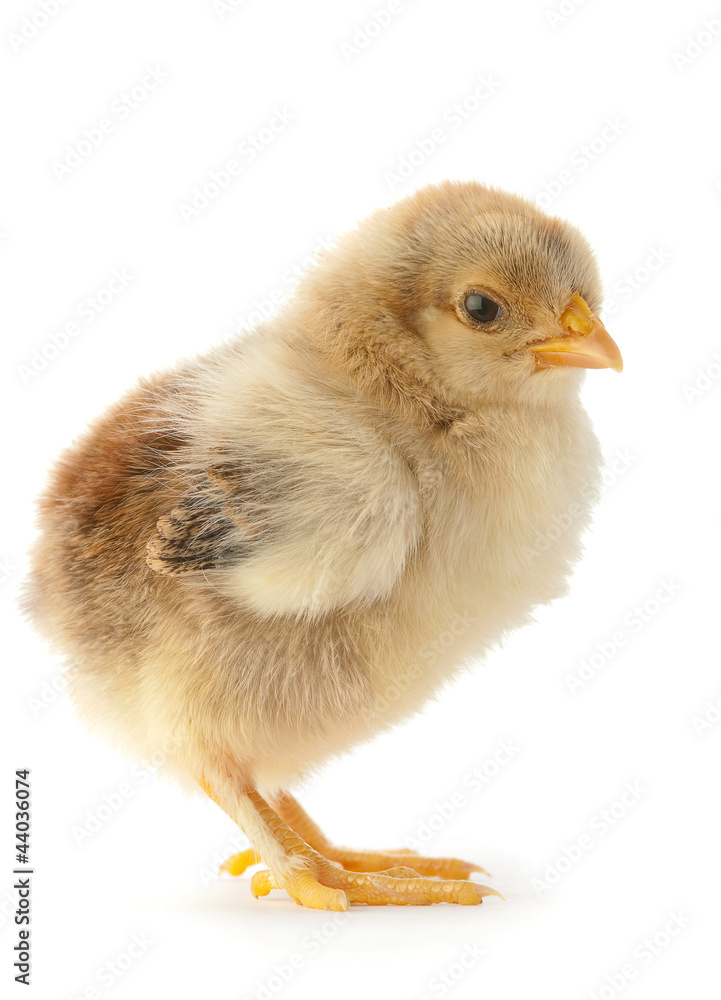 Newborn chicken isolated