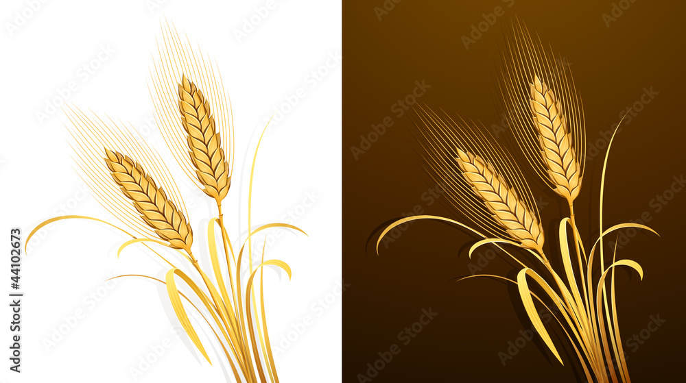 Wheat ears. Vector