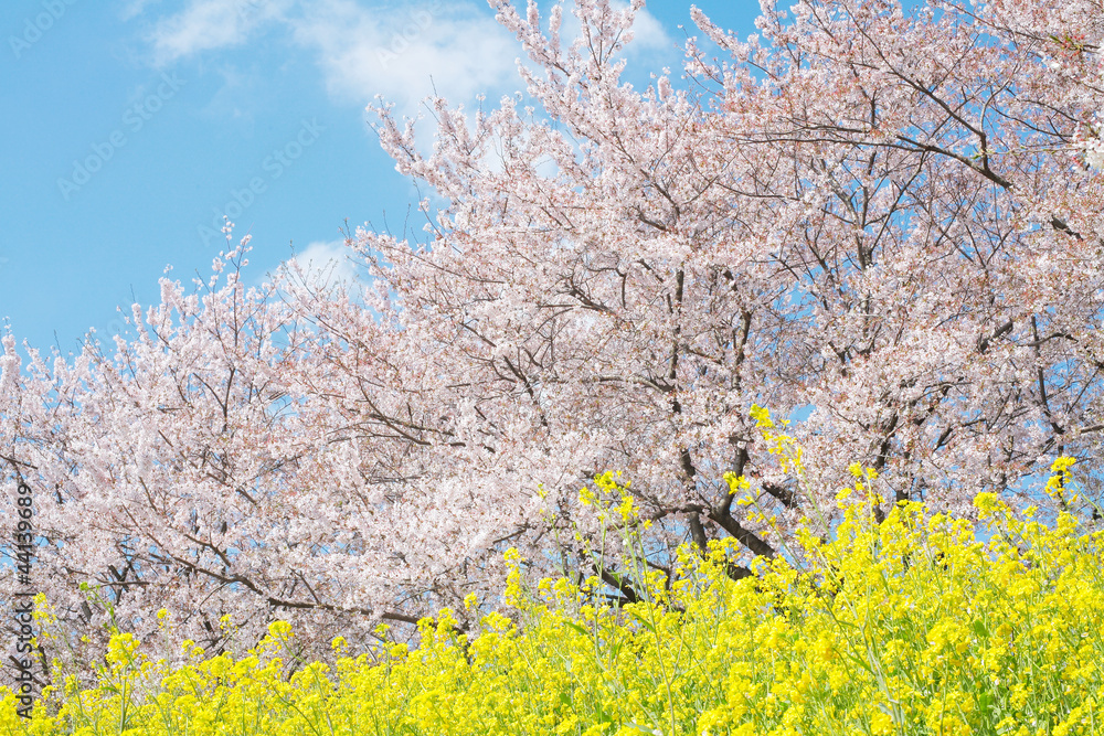 日本の春の風景