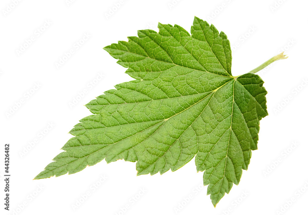 Black currant leaf