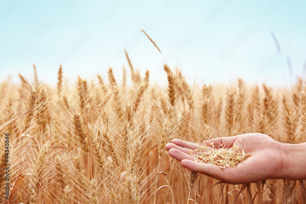 Hand with wheat