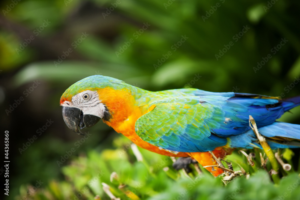 Macaw