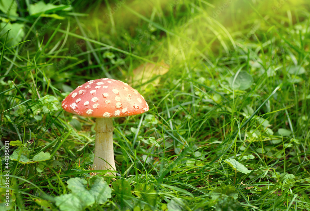 Fliegenpilz im Sonnenlicht