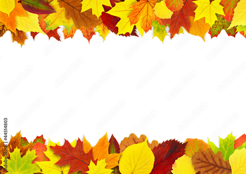 Isolated autumn frame. Two borders of colorful autumn tree leaves isolated on white background