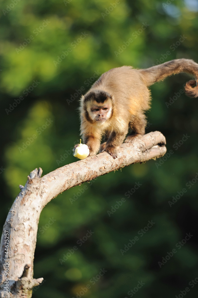 Capuchin monkey