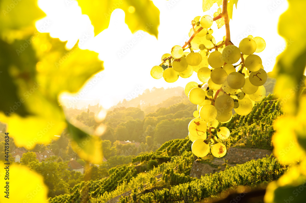 Weintrauben im Weinberg