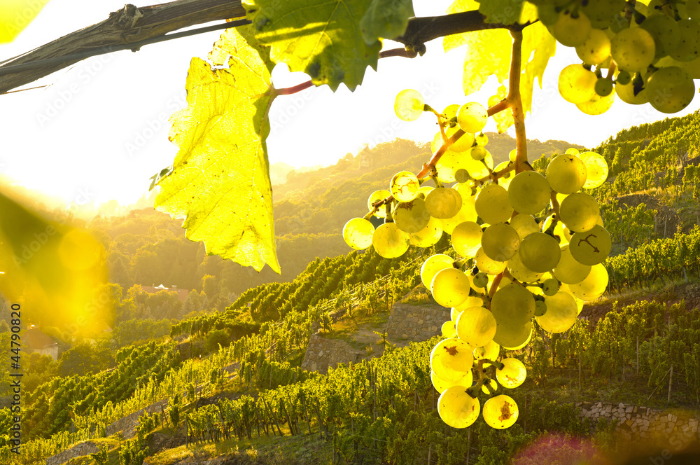 Weinstock im Gegenlicht