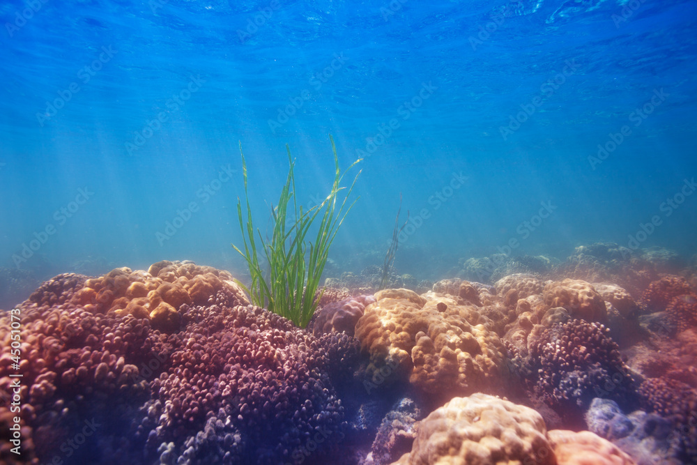 seaweed on coral bottom