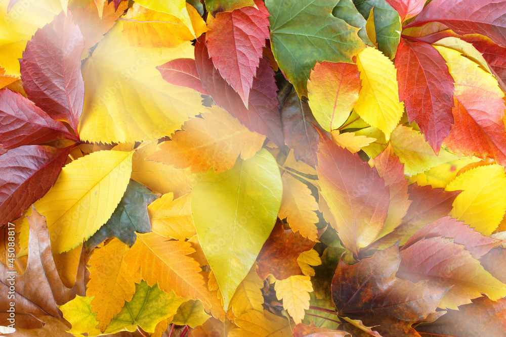 Colorful autumn leaves and sun beams