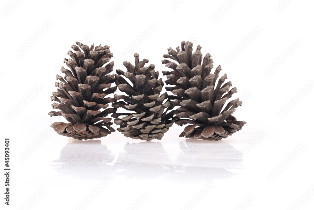 pine cones