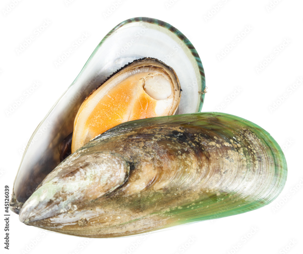 Mussel isolated on white. with clipping path