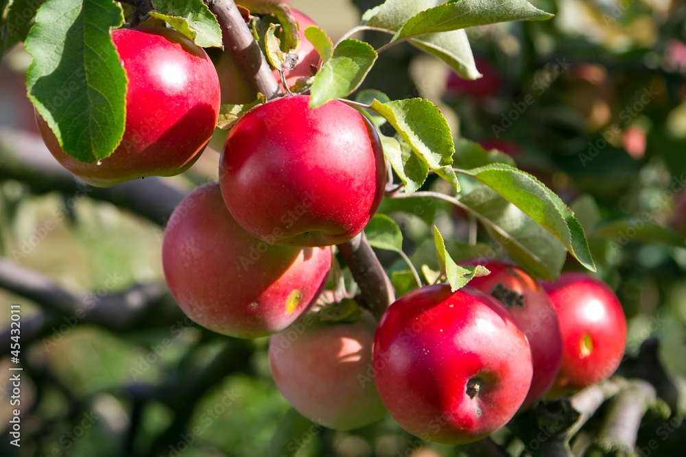 Bunch of red apples on the apple tree