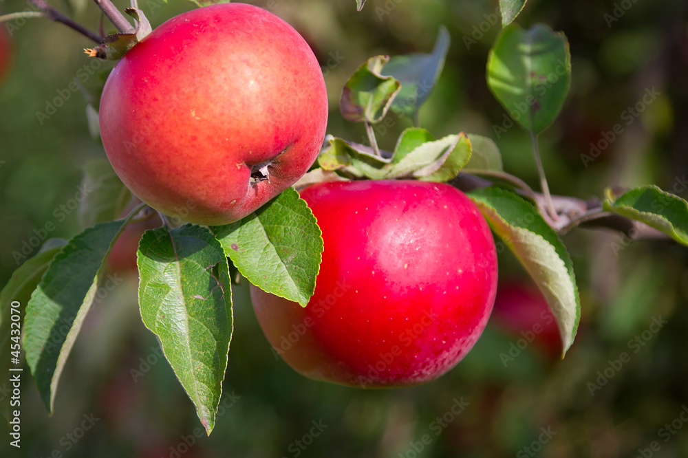 Bunch of red apples on the apple tree