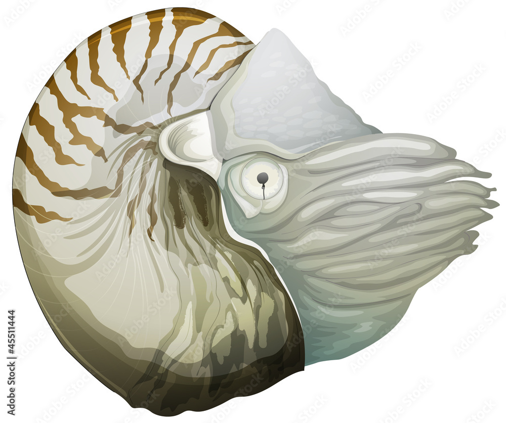 Nautilus外壳