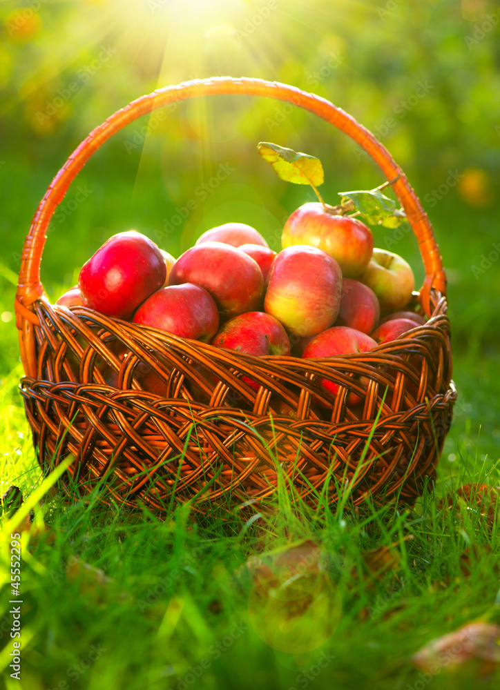 Organic Apples in the Basket. Orchard. Garden