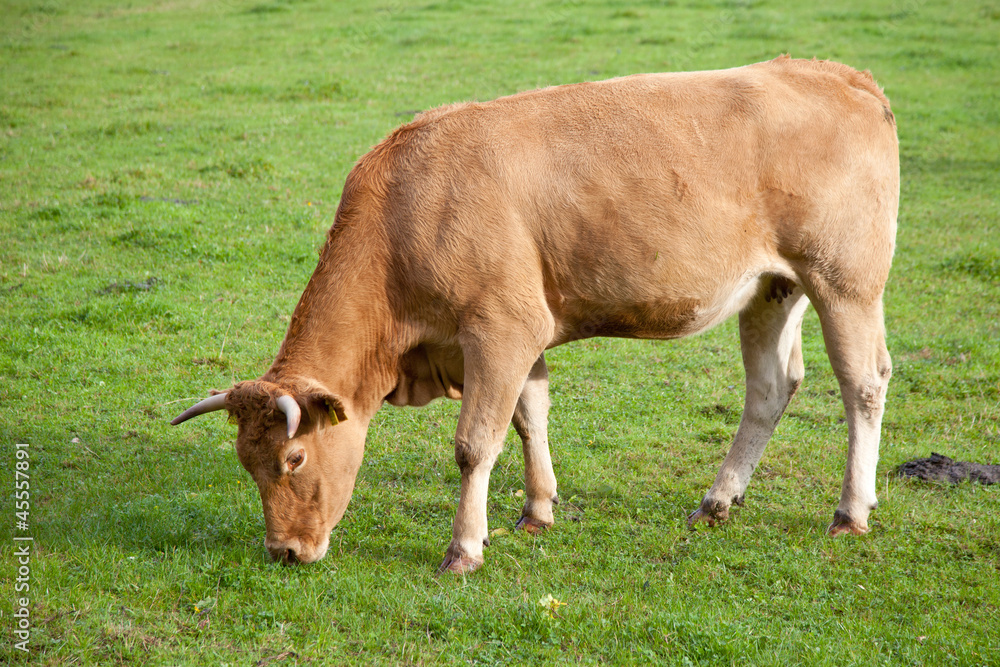 limousin cow grazing