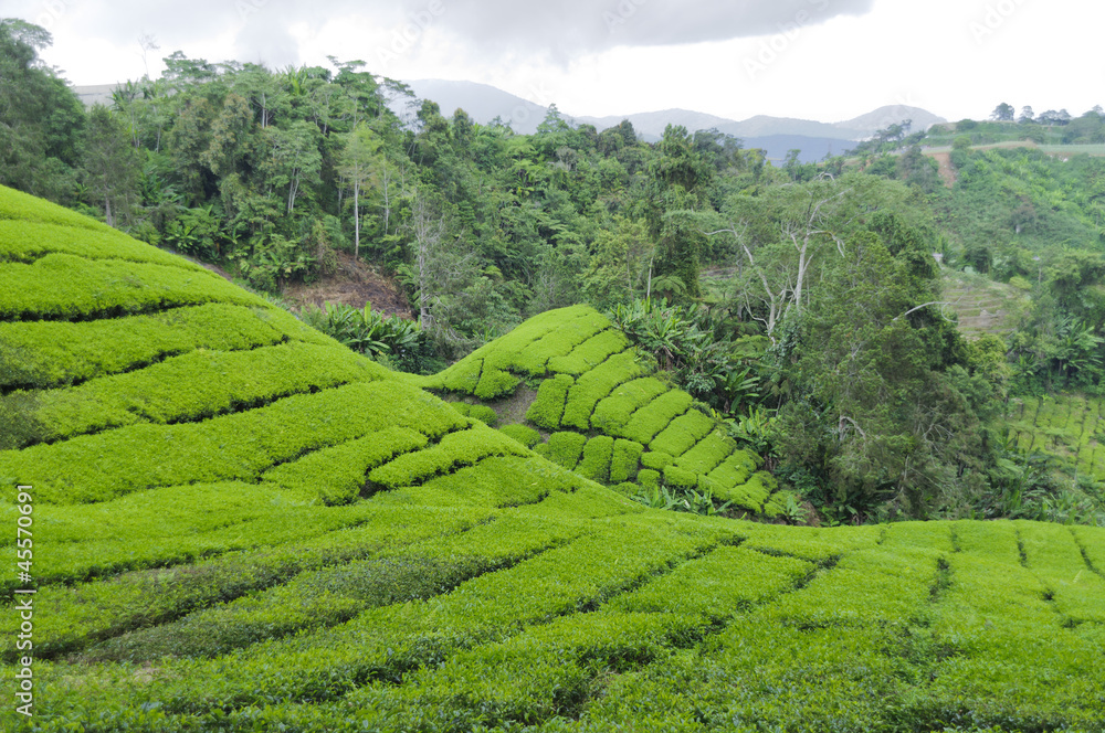 Teeplantage, Camellia Sinensis