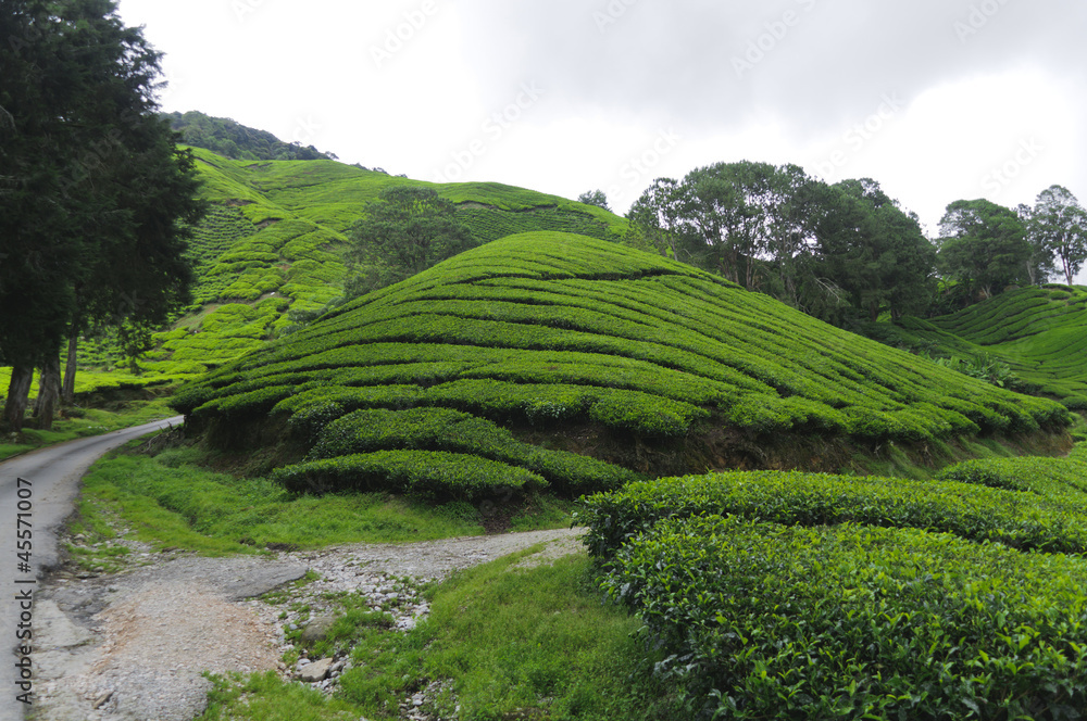 Teeplantage, Camellia Sinensis