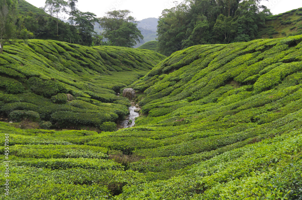 Teeplantage, Camellia Sinensis