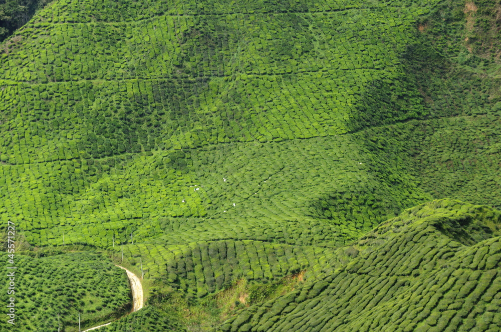 Teeernte，山茶花