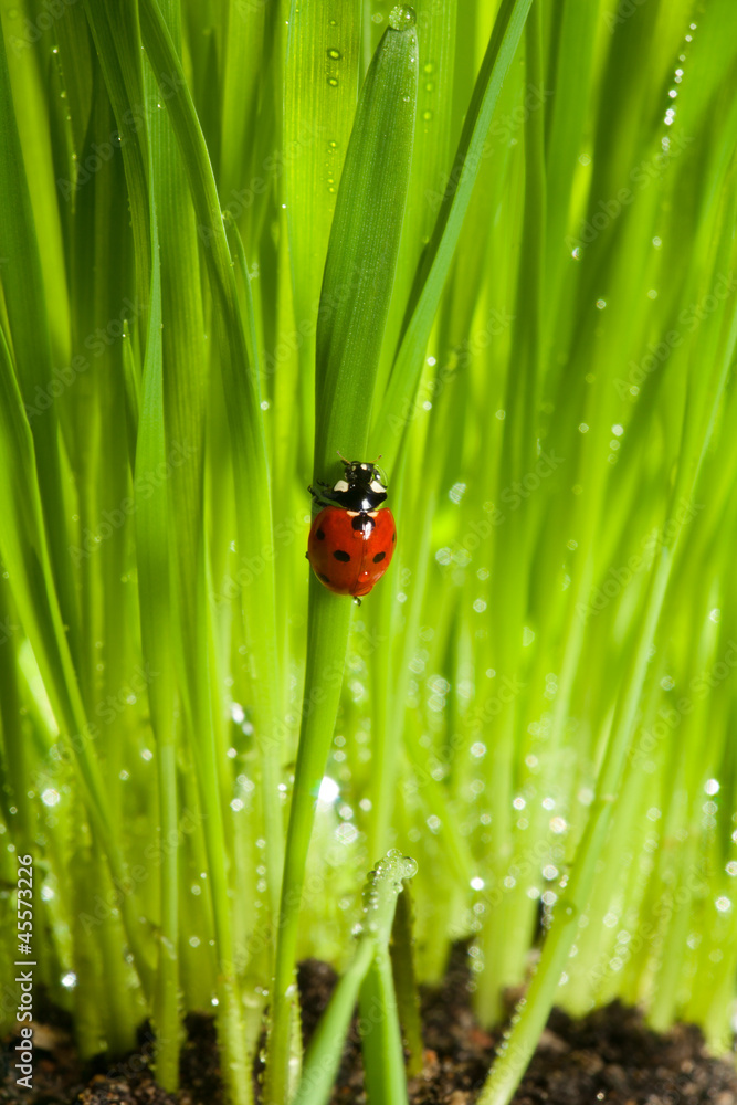 wet ladybug in green grass