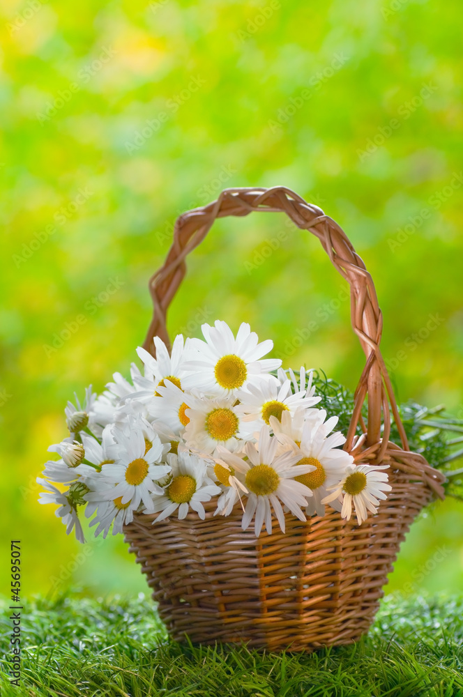 Basket with daisies on grass