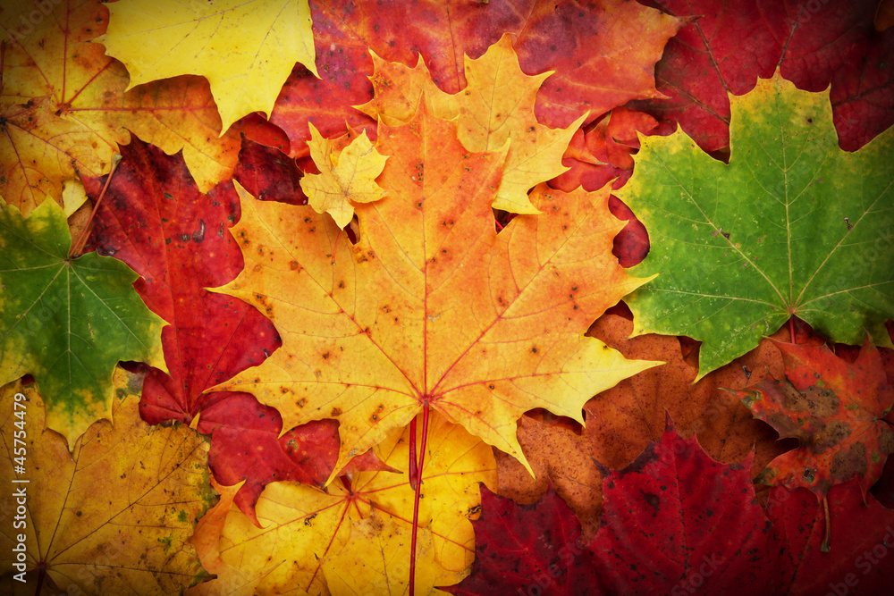 Maple leaves texture