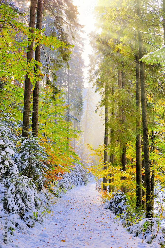 First snow in the forest in the mountains