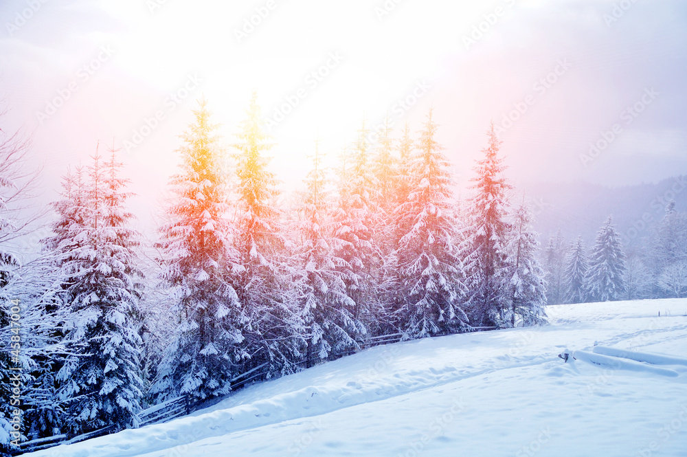 美丽的冬季景观，白雪皑皑的树木