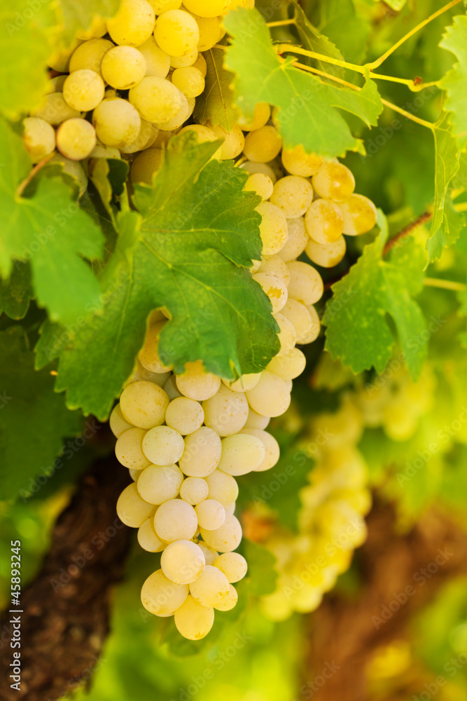 Beatiful bunch of white grape