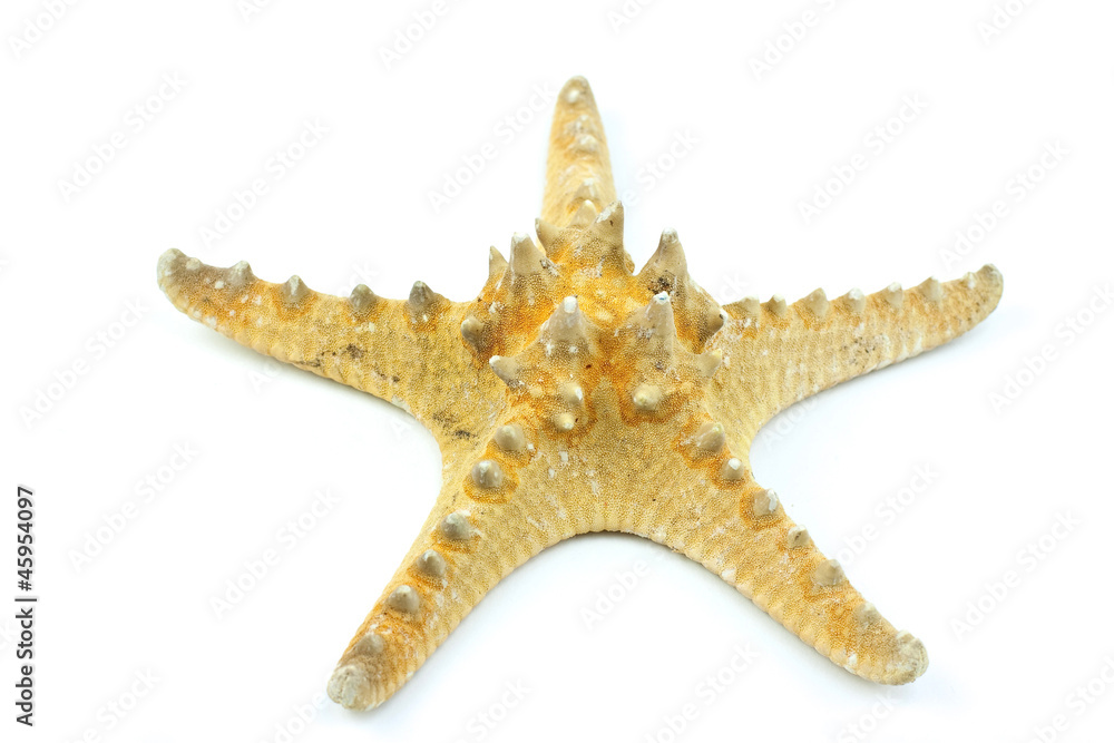 Starfish isolated on white