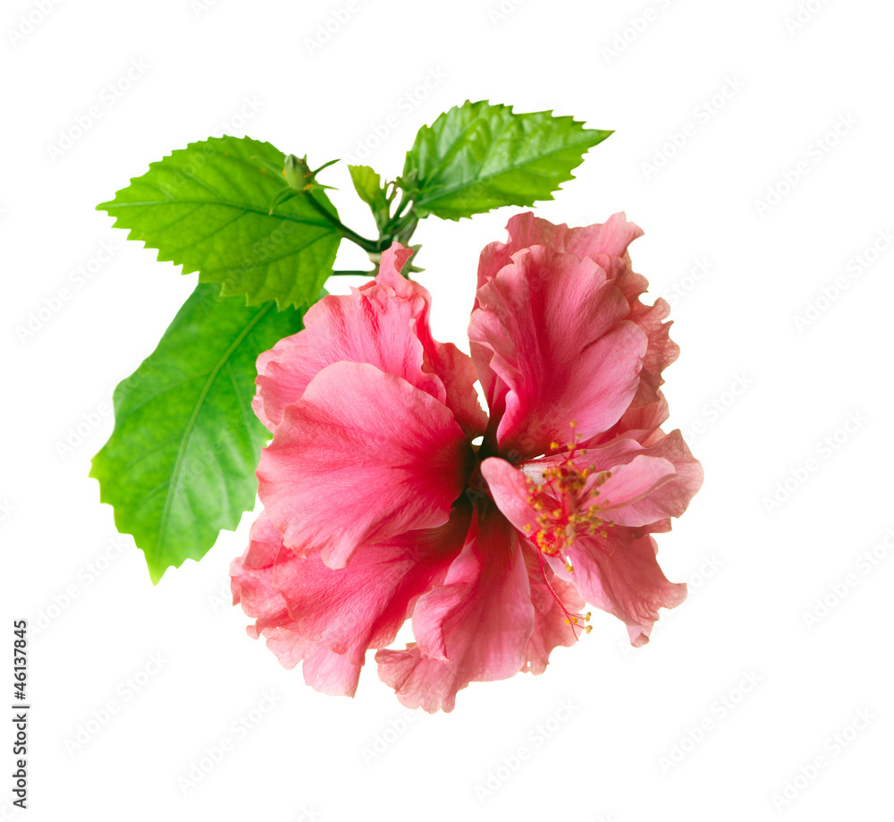 Hibiscus Flower isolated on a White Background