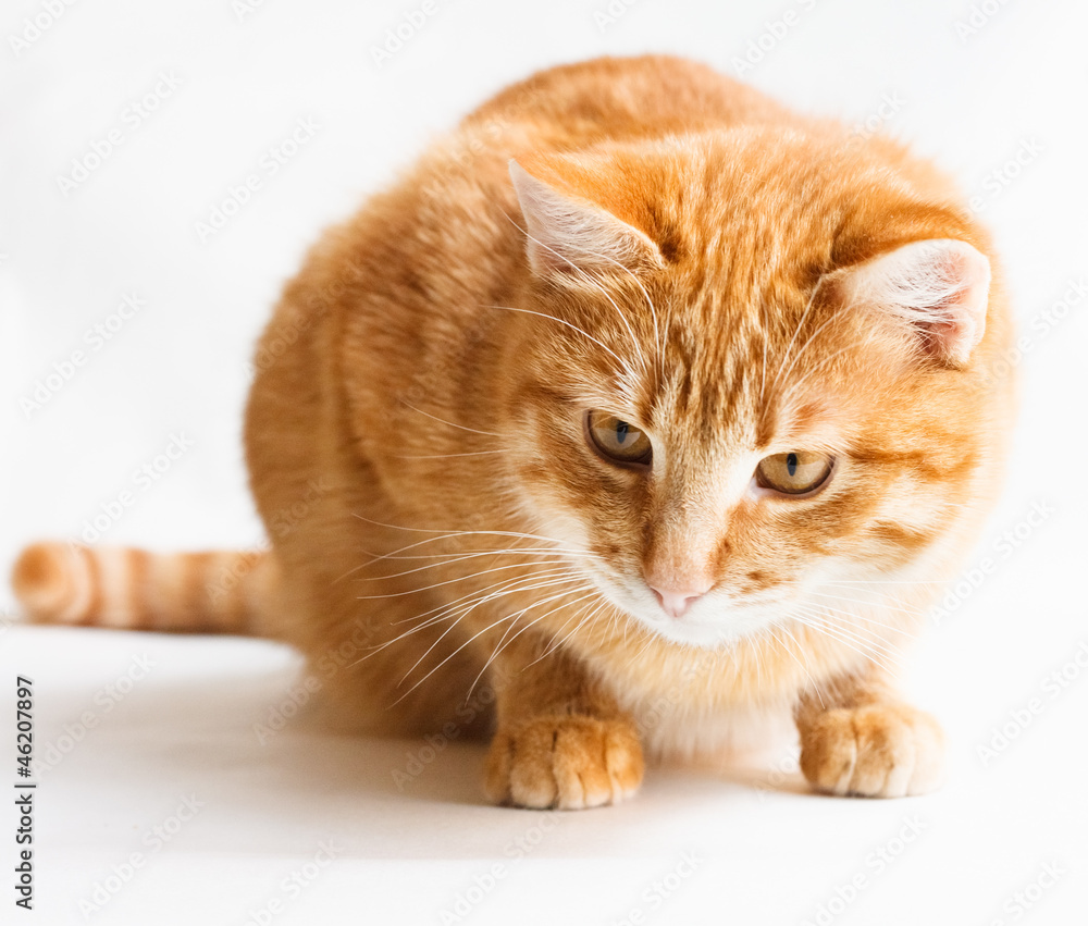 Cat looking down isolated on white