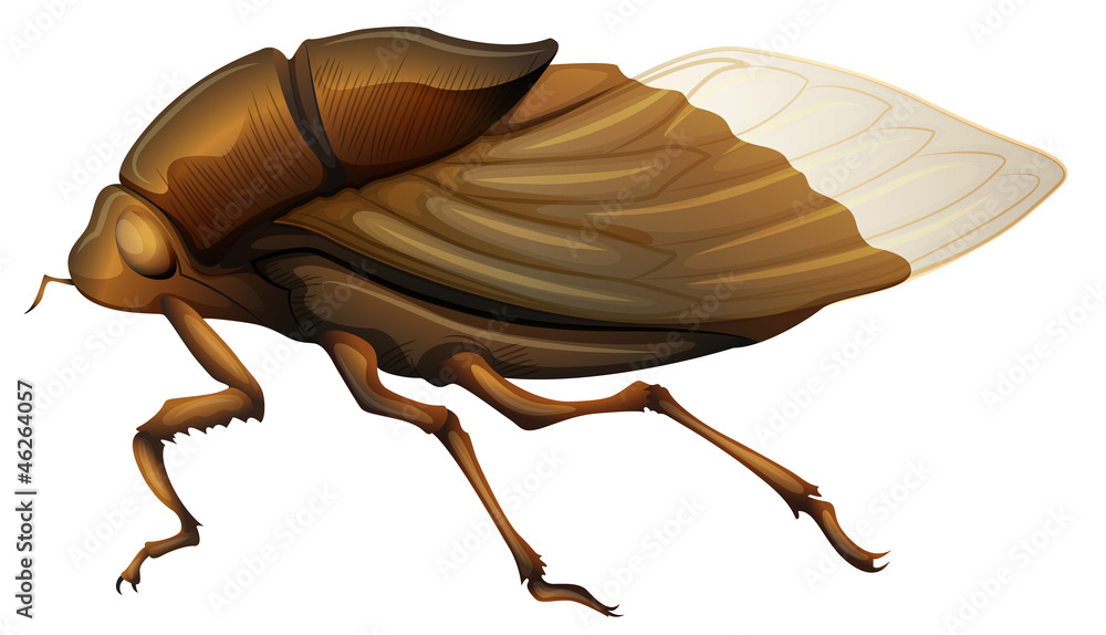 Cicadidae