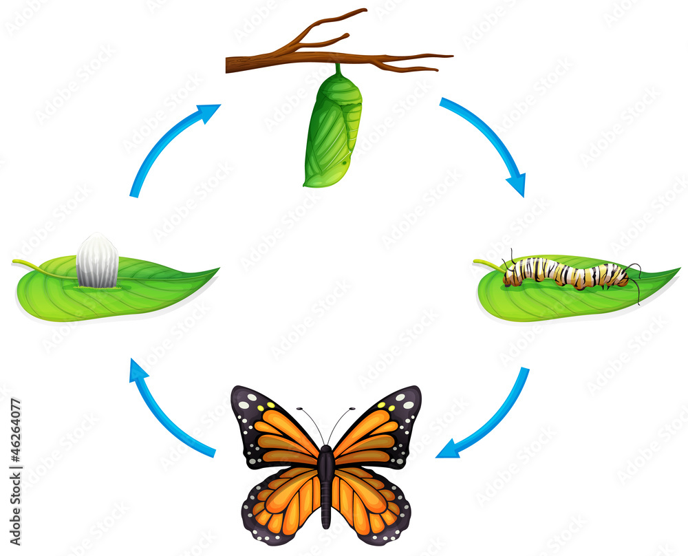 Life cycle - Danaus plexippus