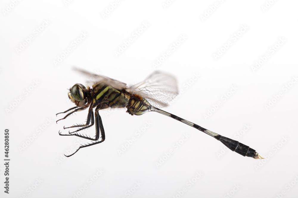 dragonfly flying